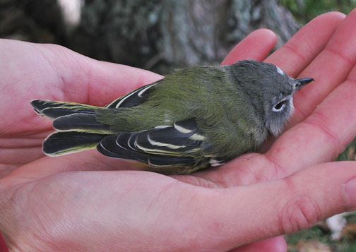 bird banding